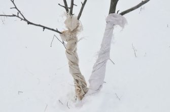 Підготовка саджанців до зимового періоду